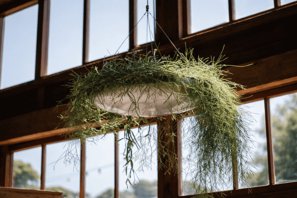 Planta decorativa en formulario